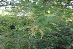 Rhus mysorensis
